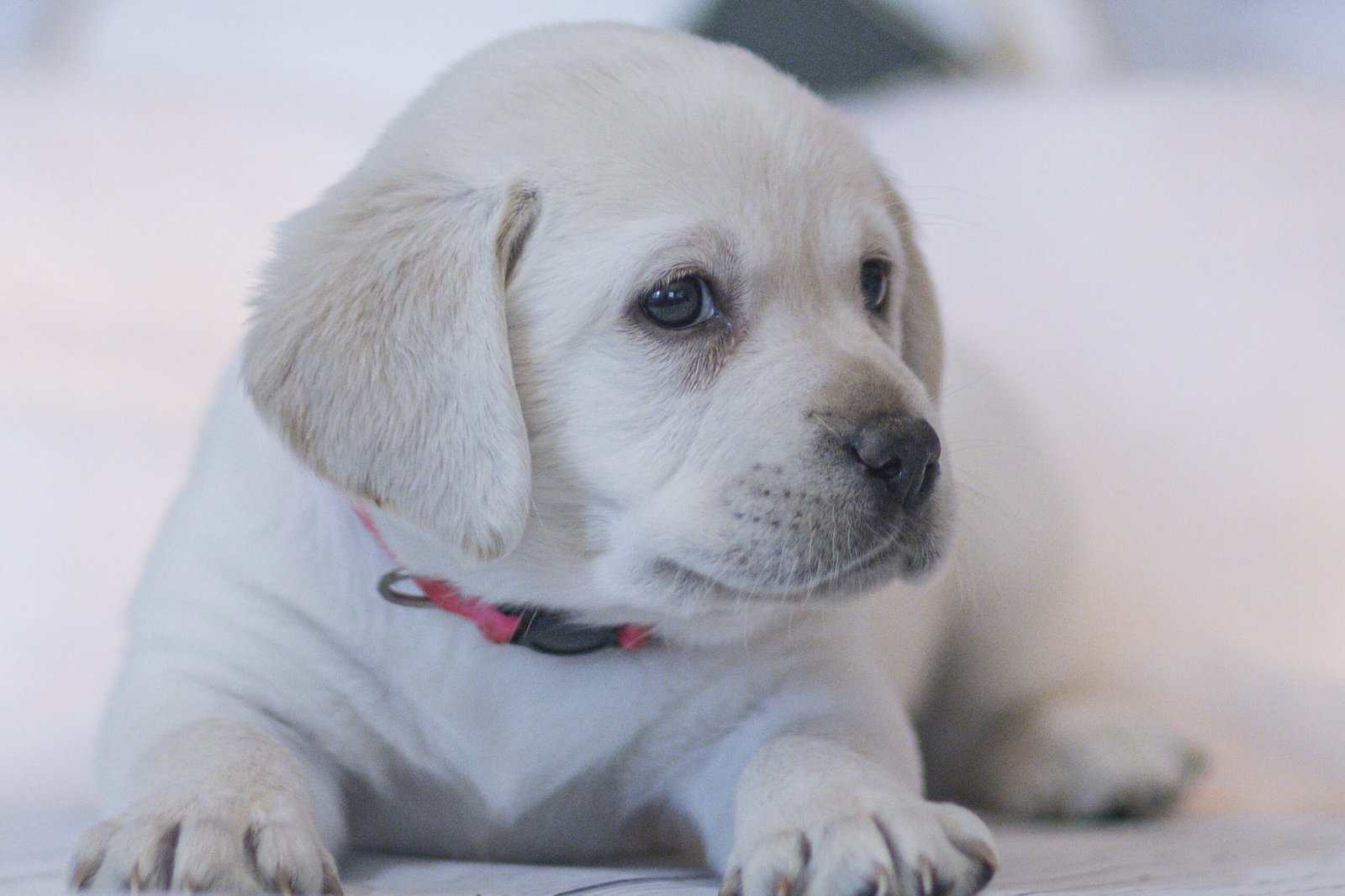 Christmas Puppies Available image 8