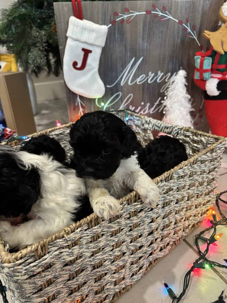 Merry Christmas! image 8