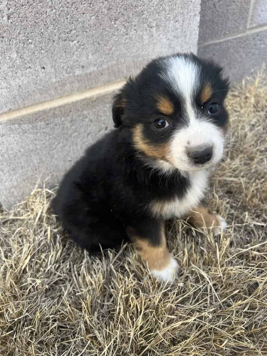 Miniature Australian shepherds image 3