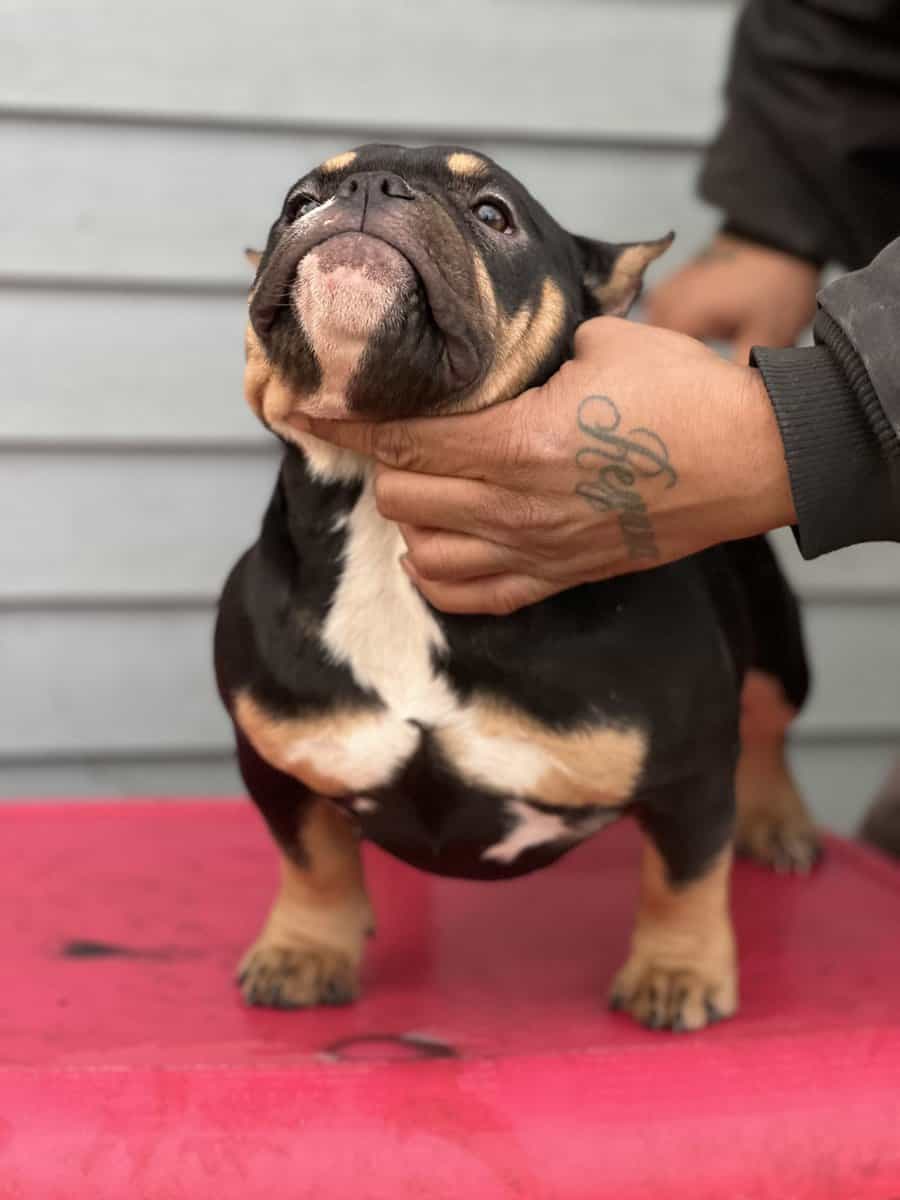 5 month old black tri pocket female image 6