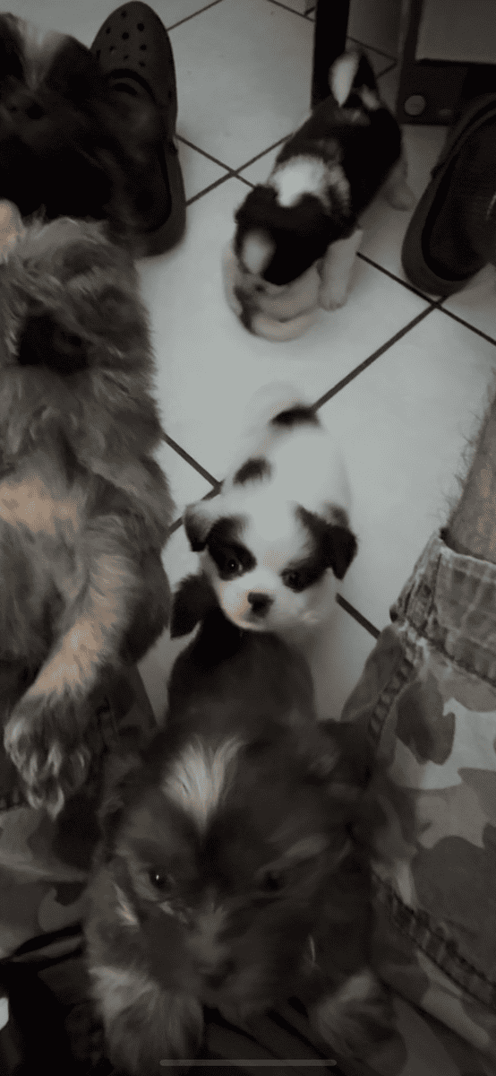 Shih Tzu Puppies image 7