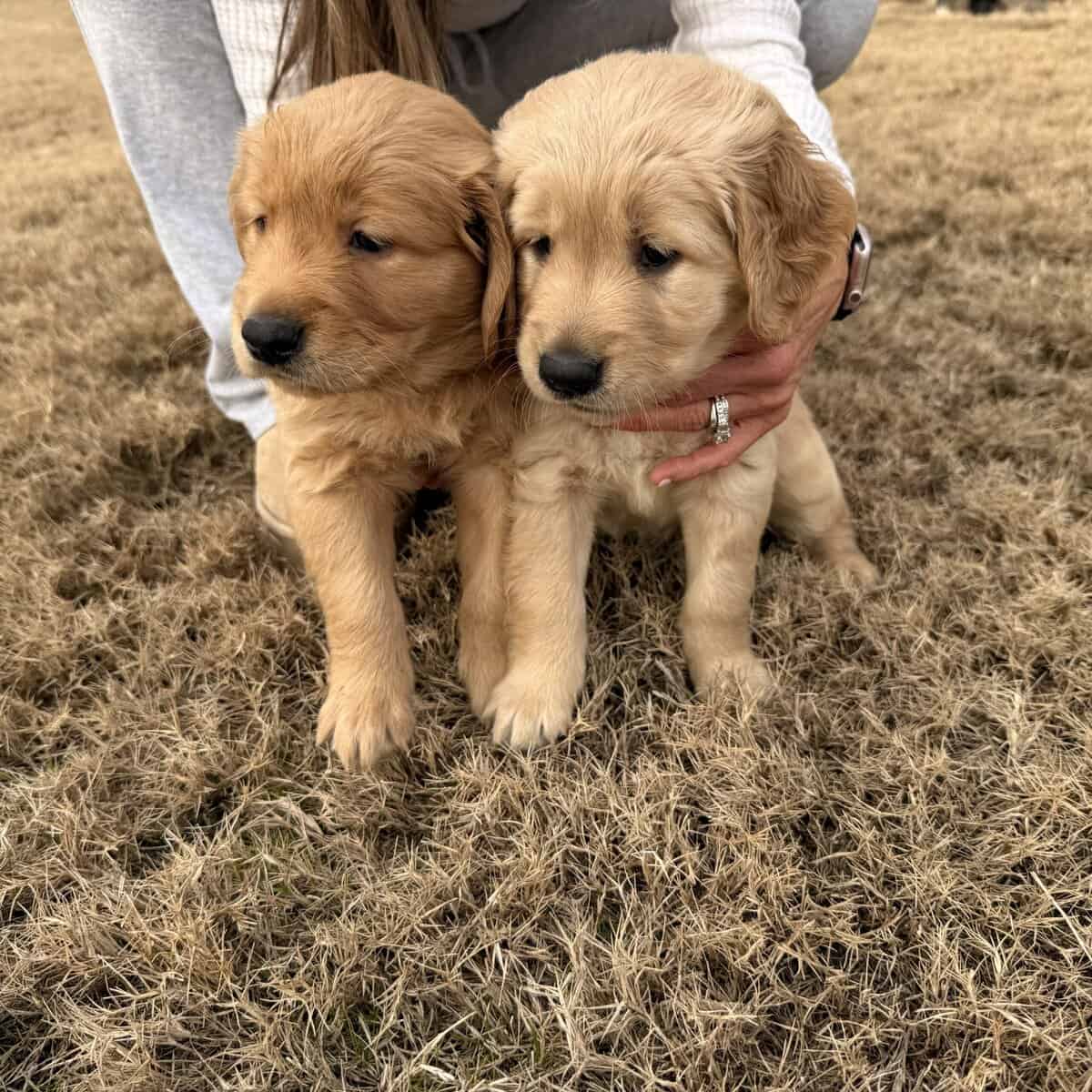 Golden Retriever Puppies image 5