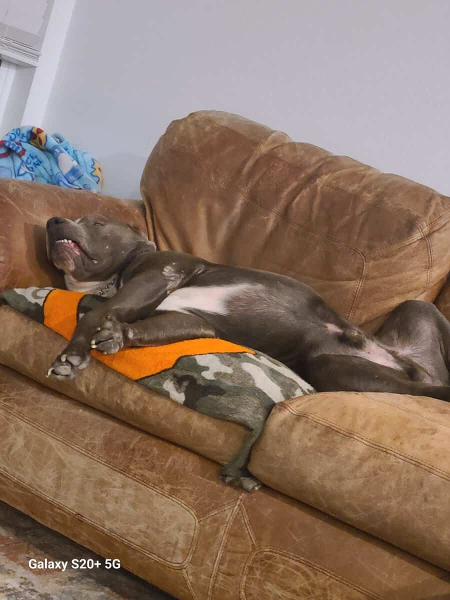Rehome Xan image 4