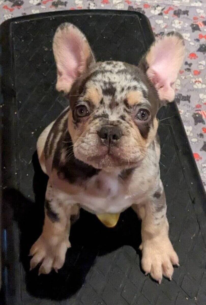 Merle French Bulldog image 2