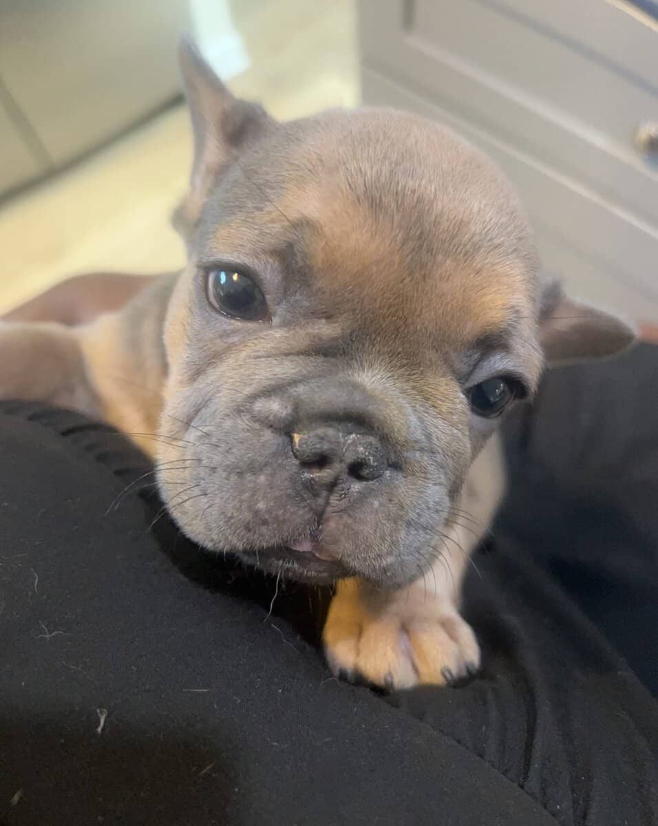 Give my 3 Frenchie’s forever homes! image 6