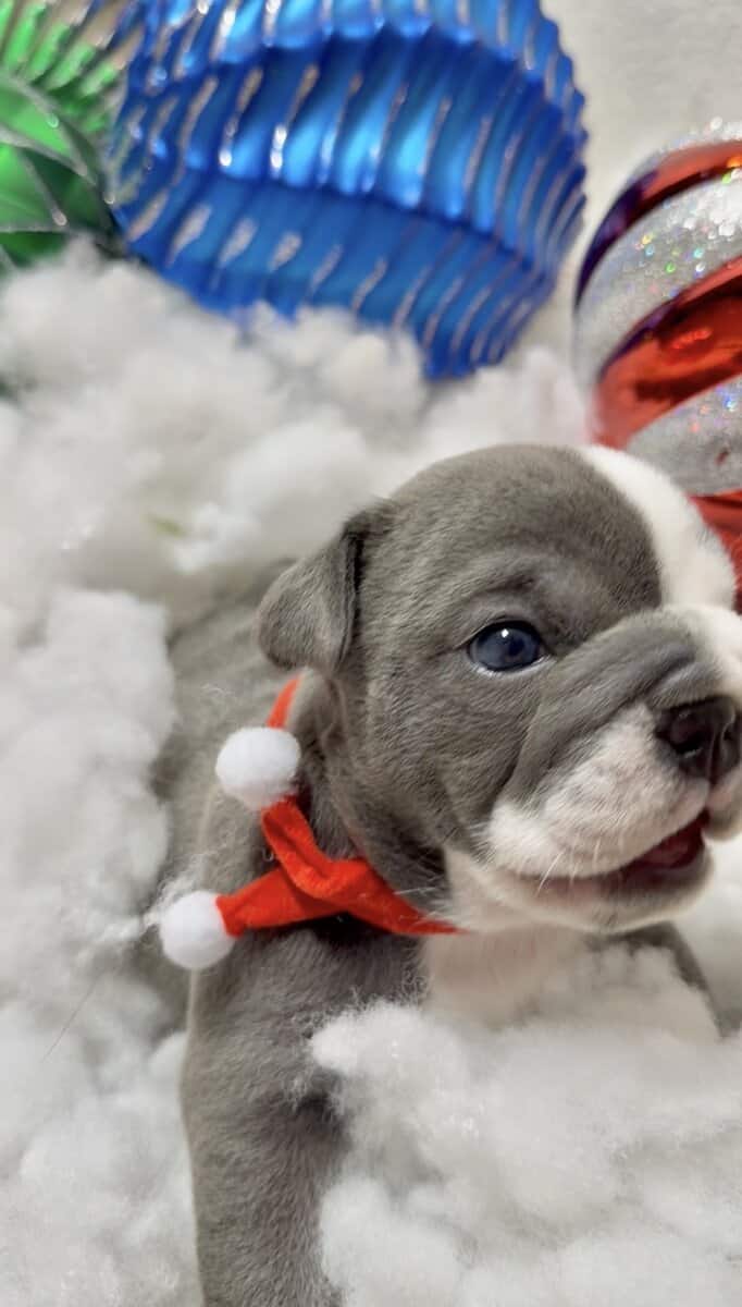 Adorable English Bulldog Puppies image 4