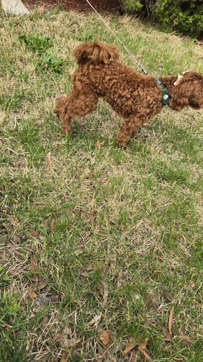 Red Toy Poodle image 3