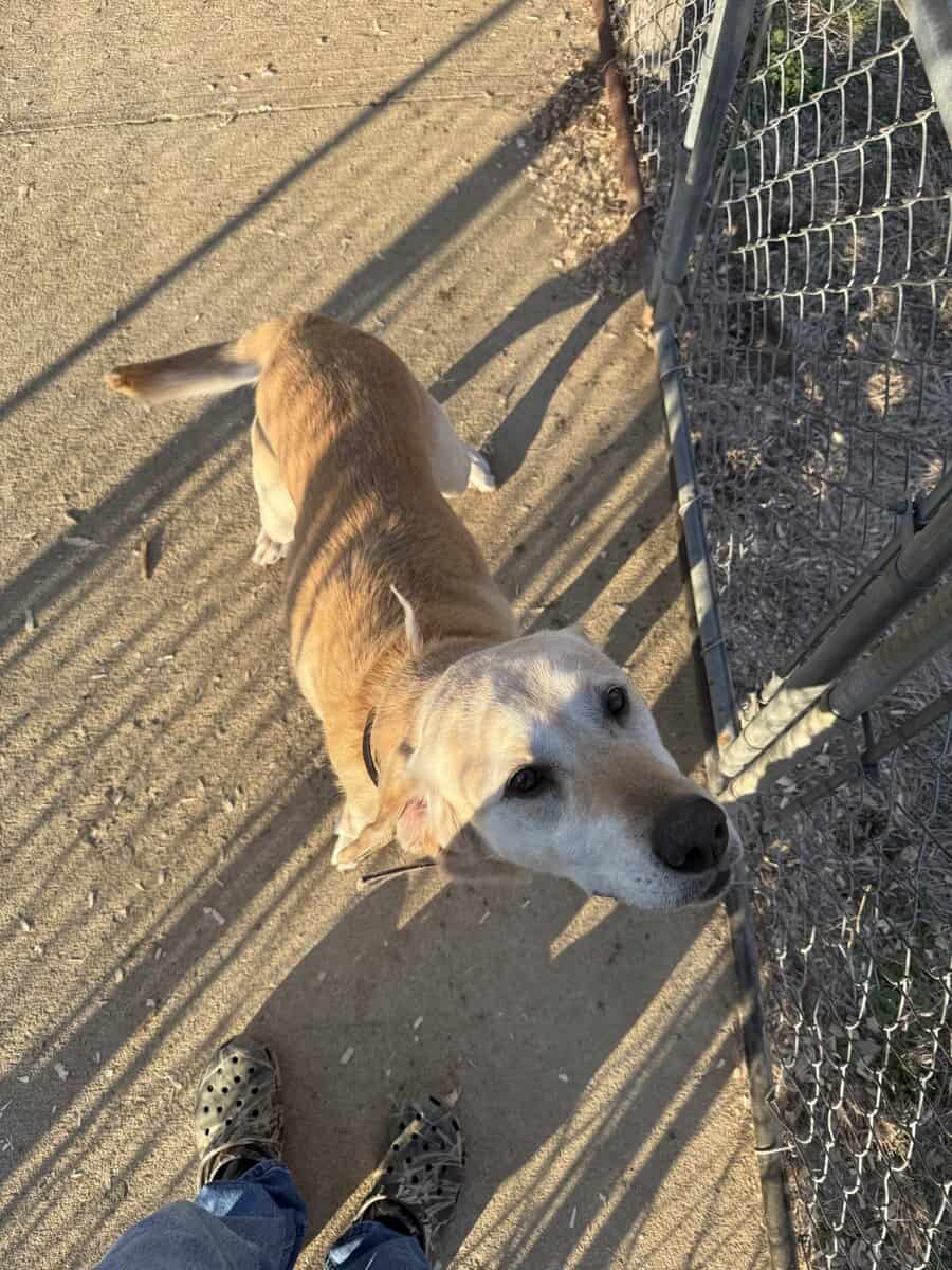 Needs rehoming image 1