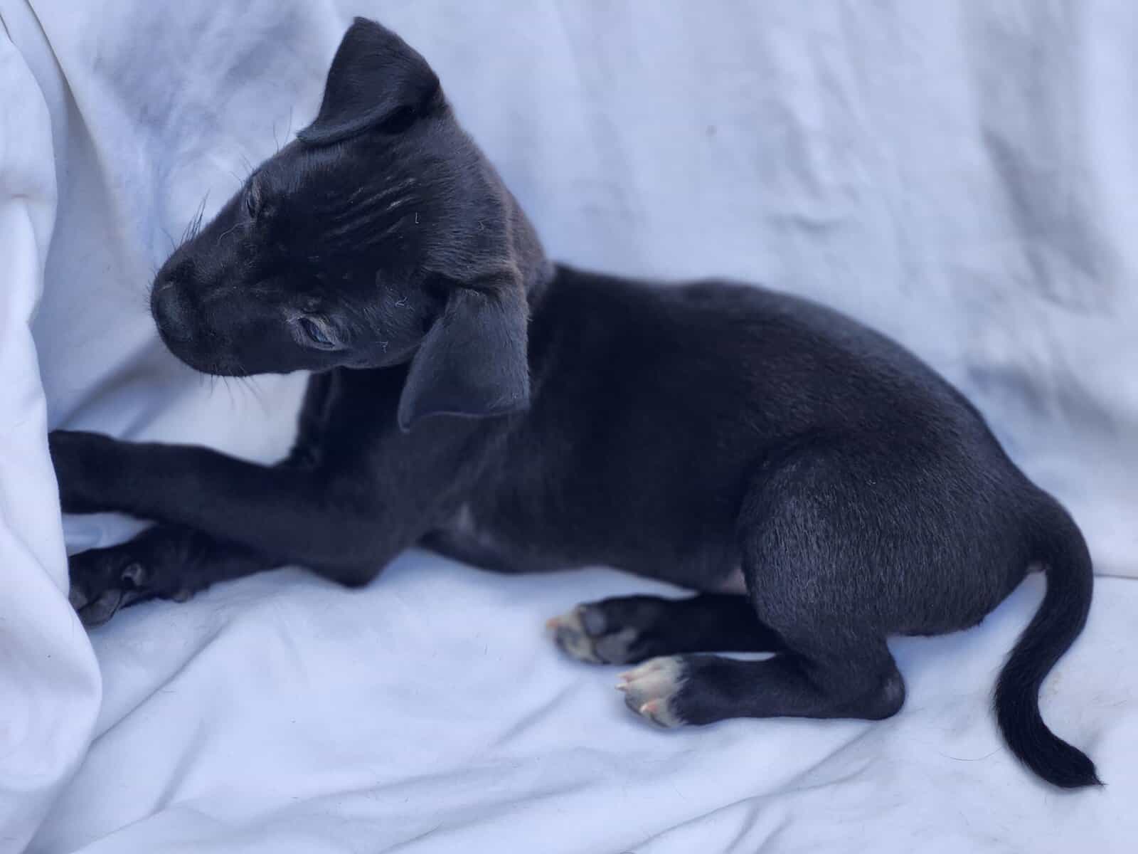 Yorkie Mastiff Hybrid Bloodline. image 3