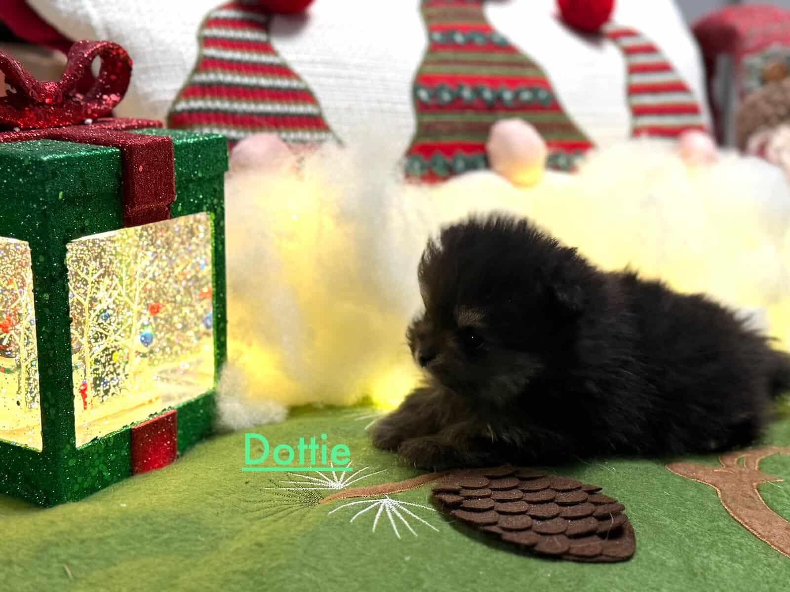 Adorable Pomeranian Puppies image 7