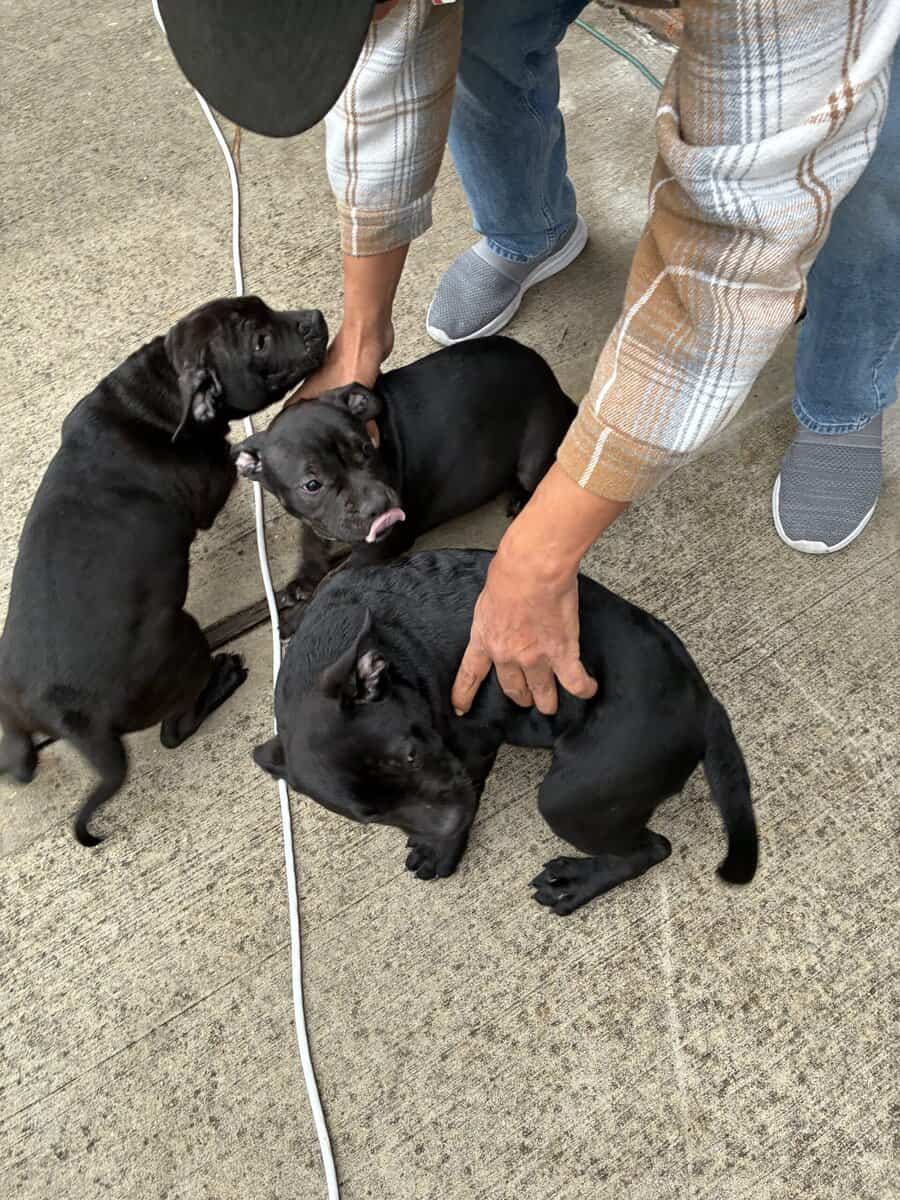 3 Bully Pups 3 Months old 1 girl 2 boys image 1