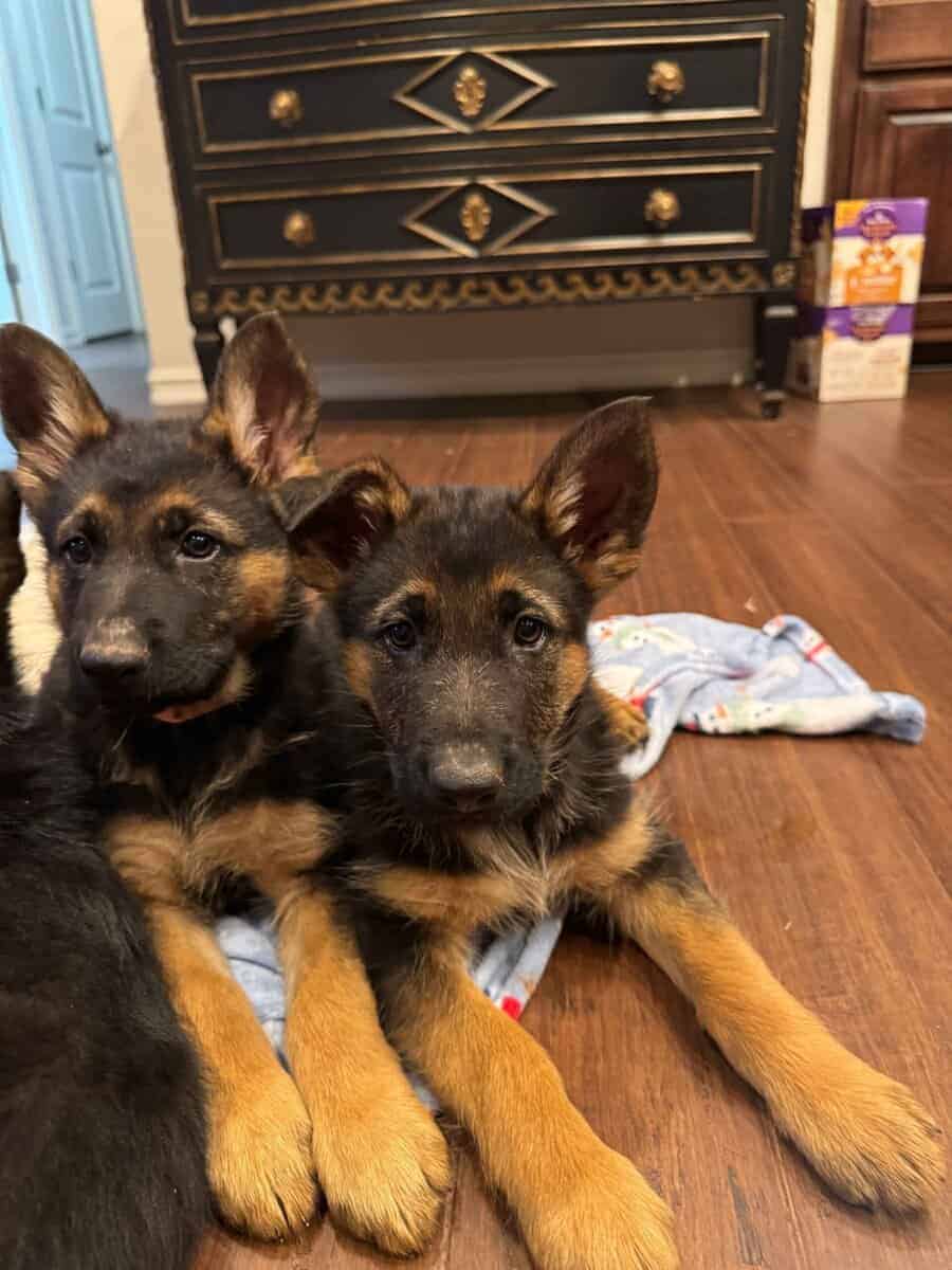 AKC German Shepherd Puppies image 13