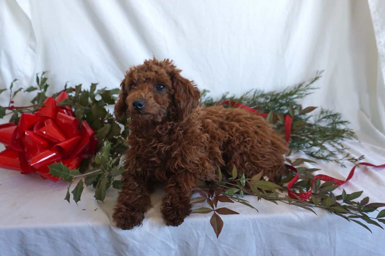 Bondie -F1B Mini Goldendoodle image 4
