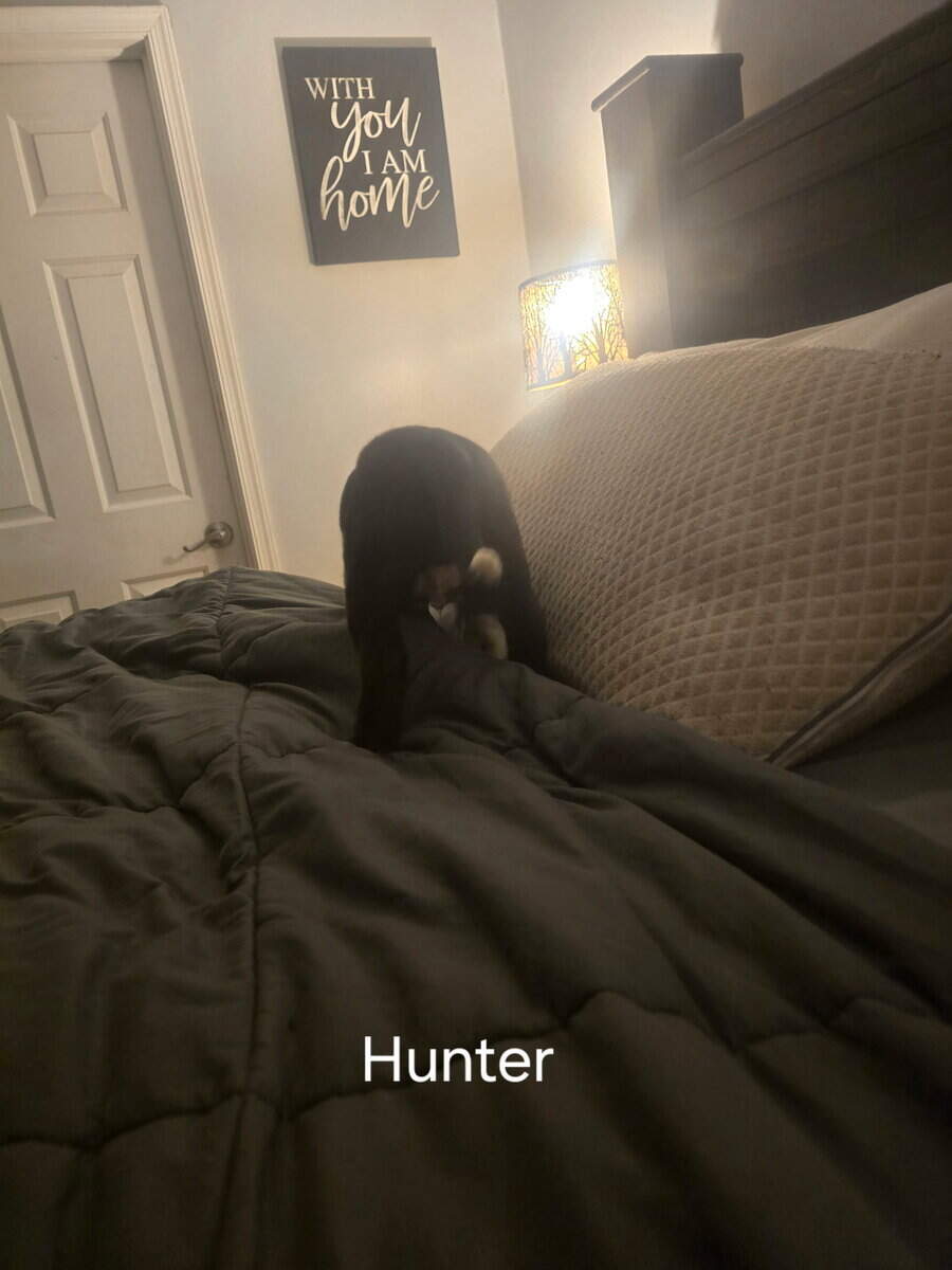 Silver lab /german wired pointer mix image 6