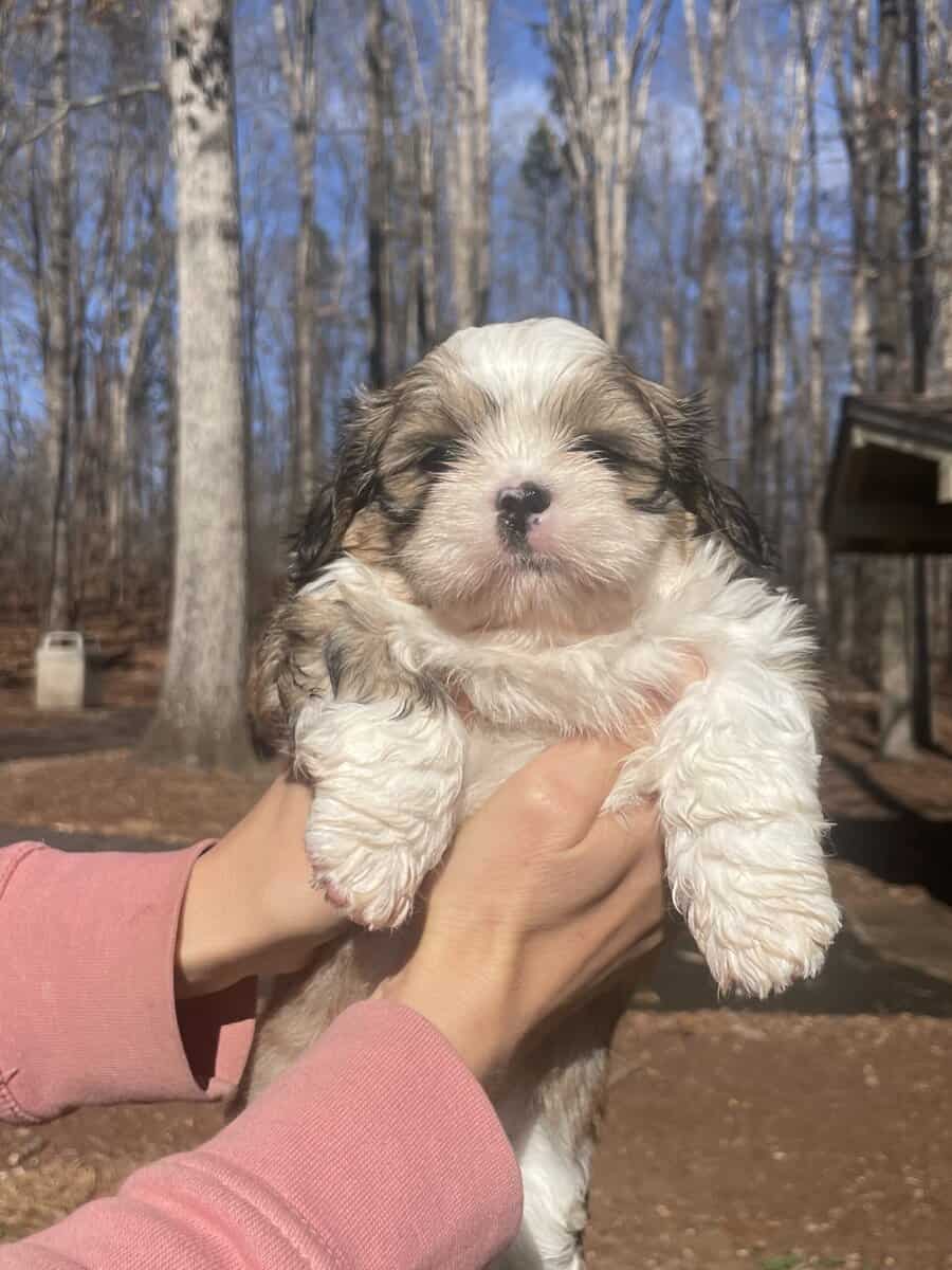 Shih Tzu Pups image 7