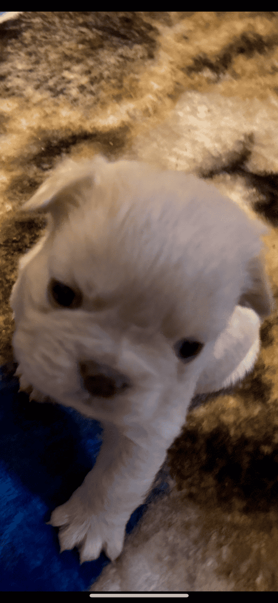 French Bulldog Puppies image 4