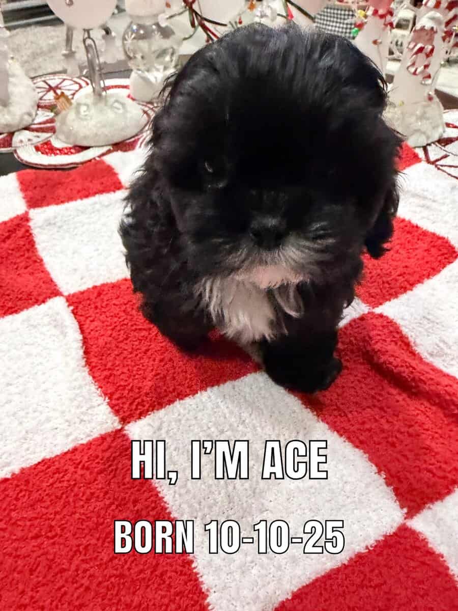 ShihPoo pups for sale image 2