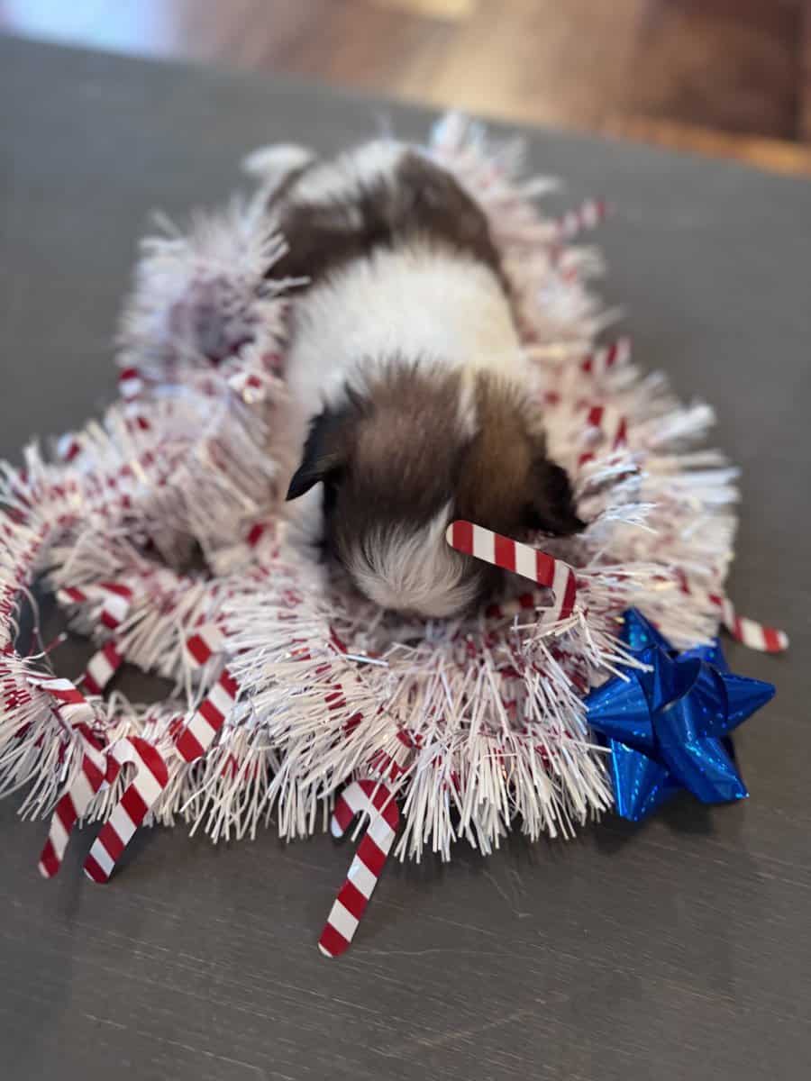 • “Adorable AKC Shih Tzu Puppies Ready for Their N image 4