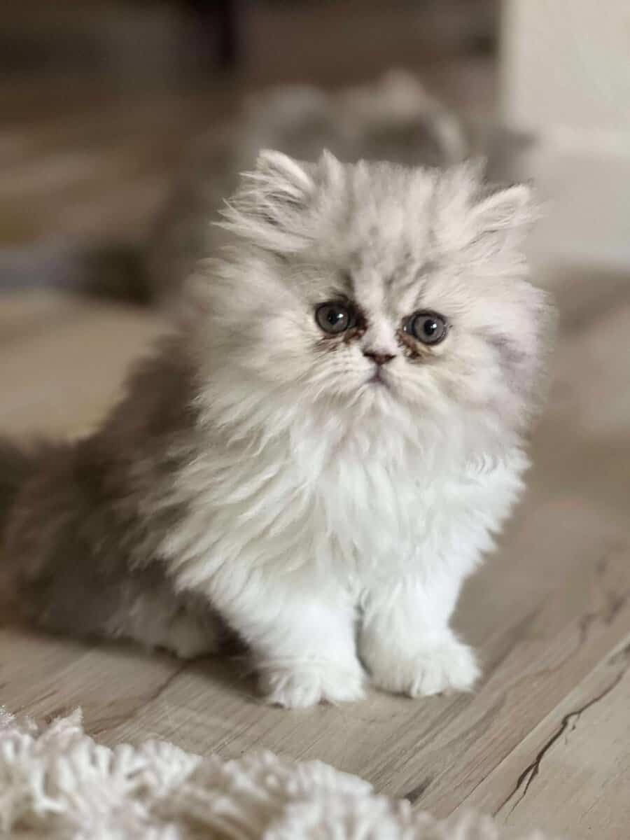 CFA registered Persian kittens image 2