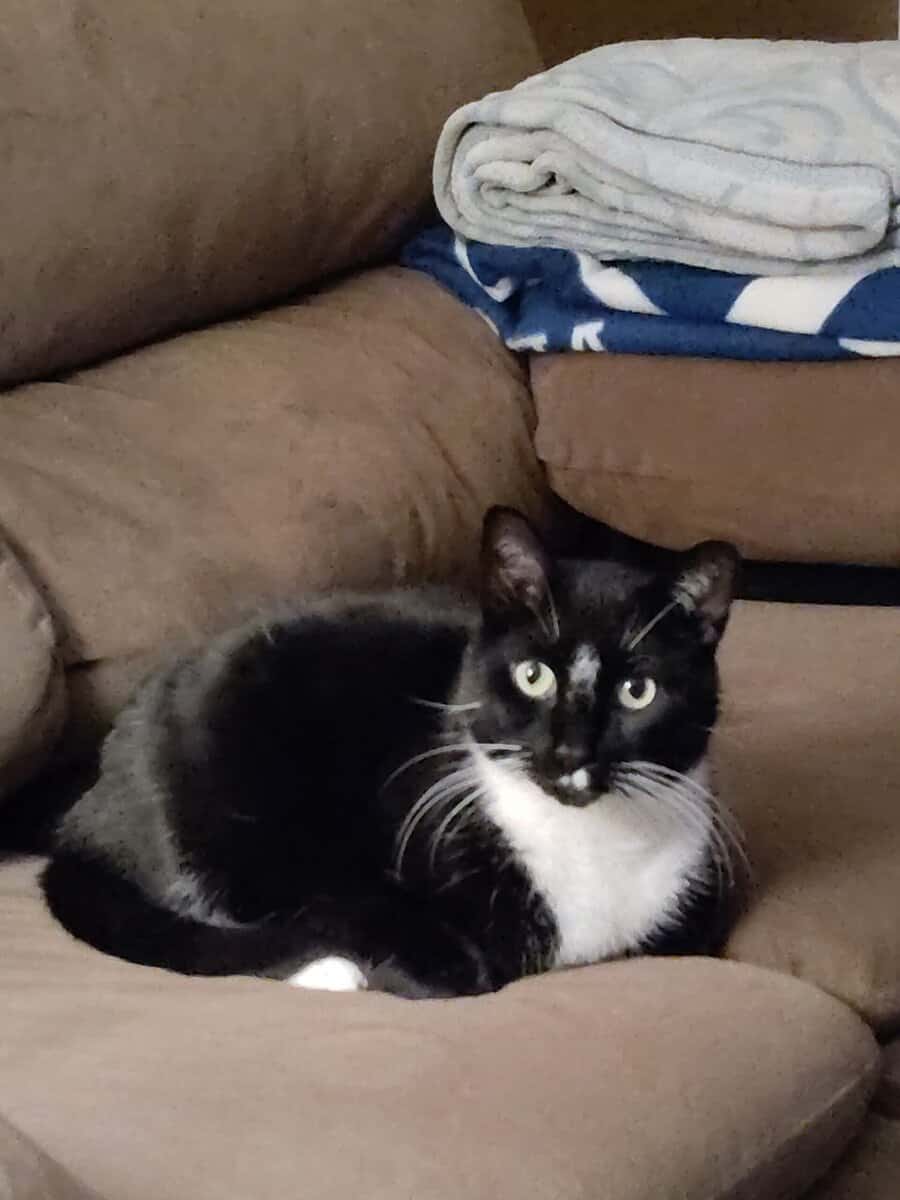 Sweet 12‑Year‑Old Tuxedo Cat Looking for a New Hom image 4