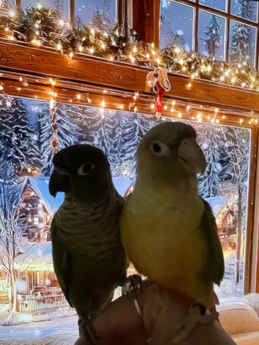Green cheek conure and pineapple image 3