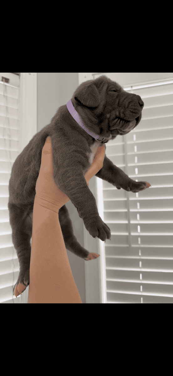 Great Dane European puppies image 1