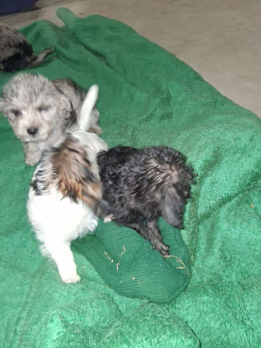 Puppies for sale image 3