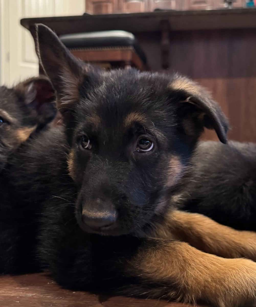 AKC German Shepherd Puppies image 9