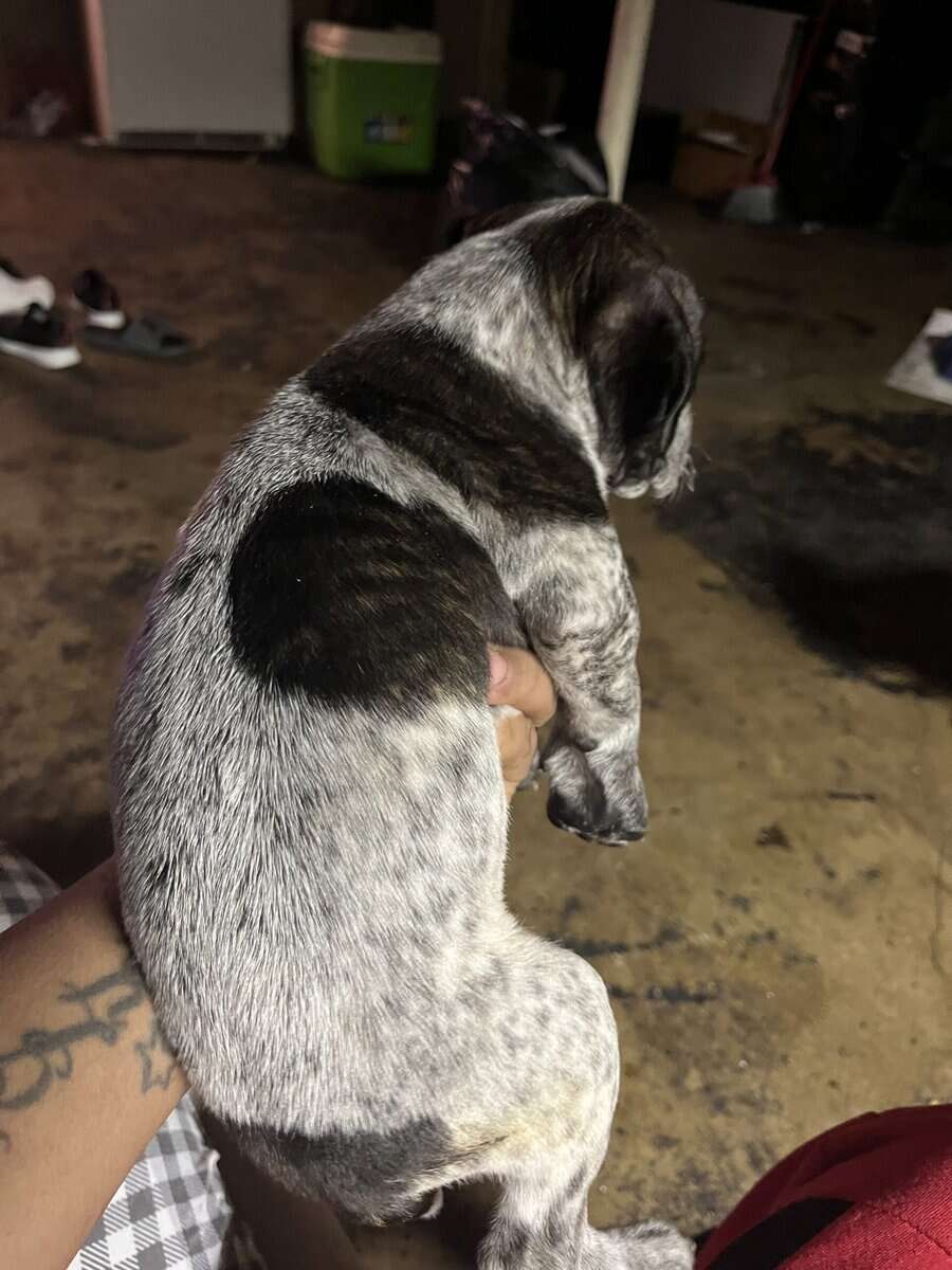 Blue nose, pitbull puppy image 6