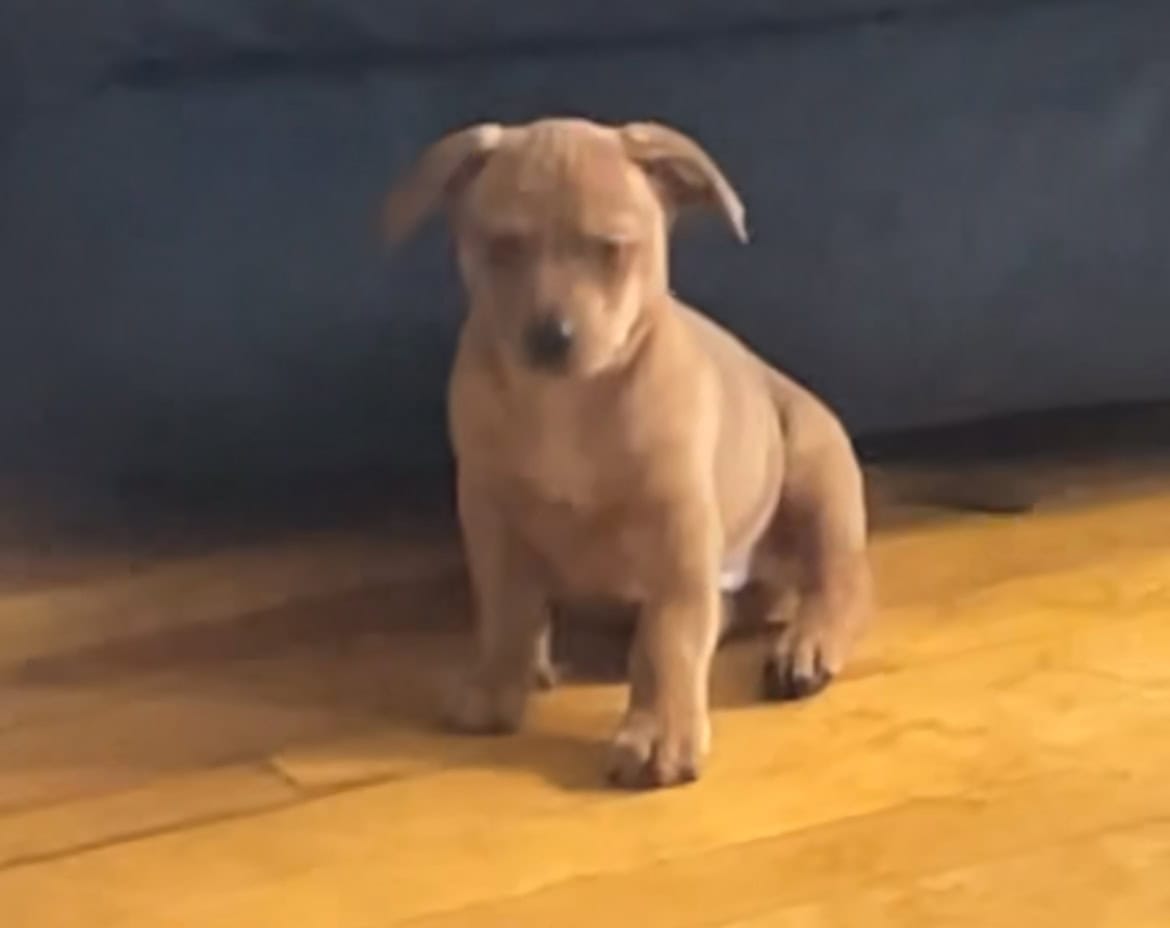 Perfect Pincher Puppies image 5