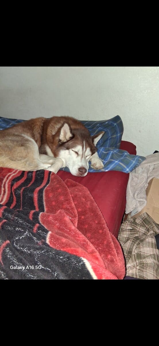 Bruno 2yr old intact Husky image 6