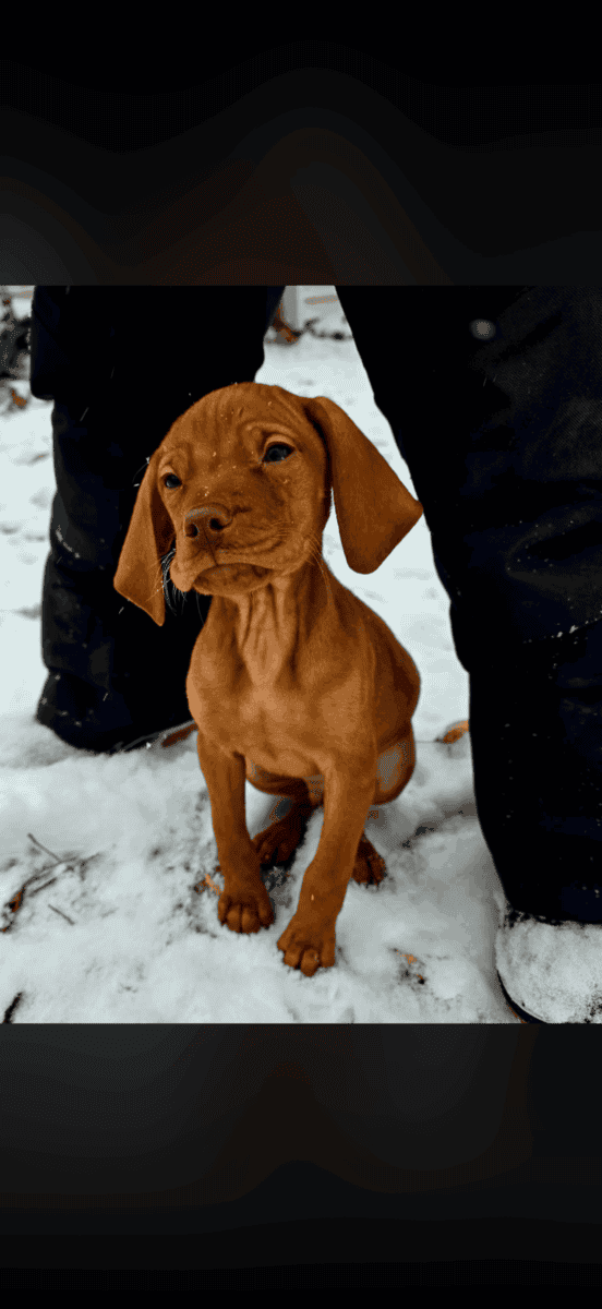 Vizsla puppy image 3