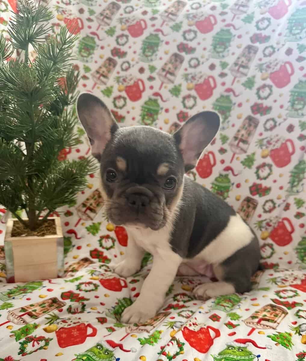 AKC Registered French Bulldog Puppy image 2
