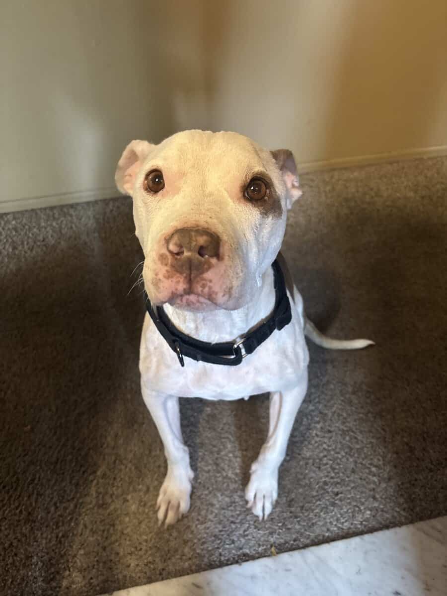 Loving pup needs a home image 2