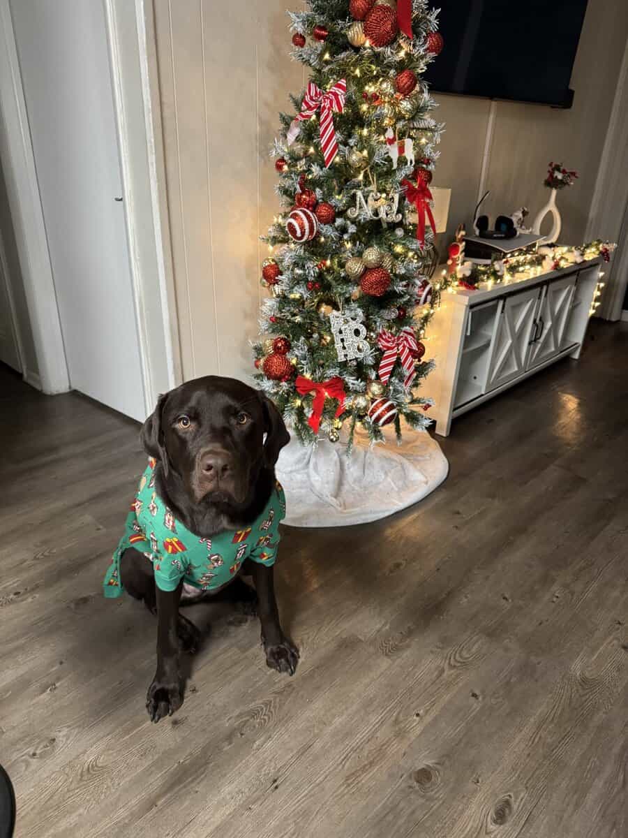 Chocolate Labrador image 1