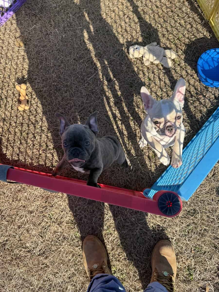 Purebred French bulldog pups image 7