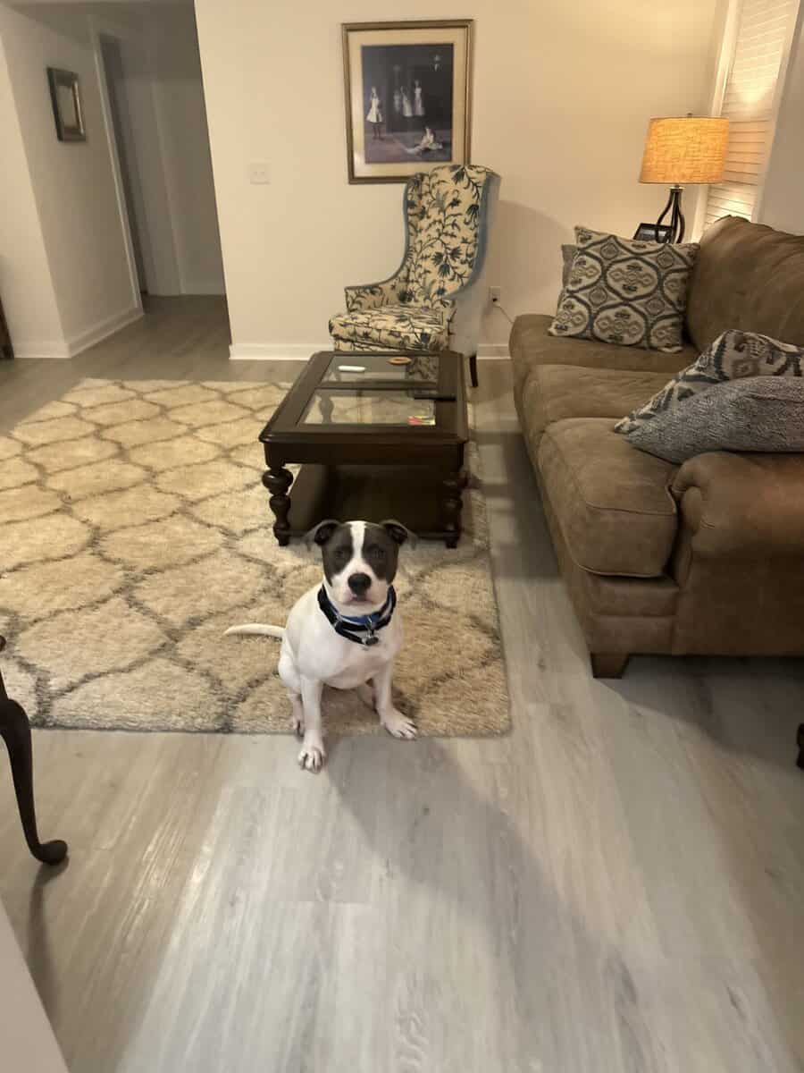Great dog looking for good home image 2