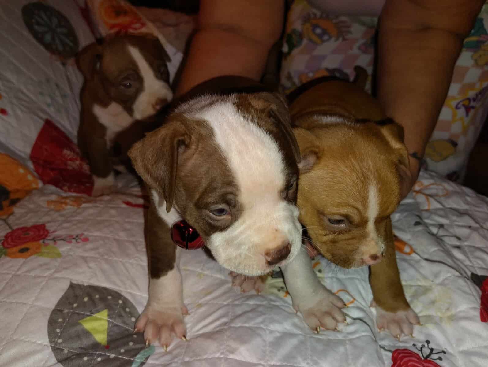 Christmas Pups image 6