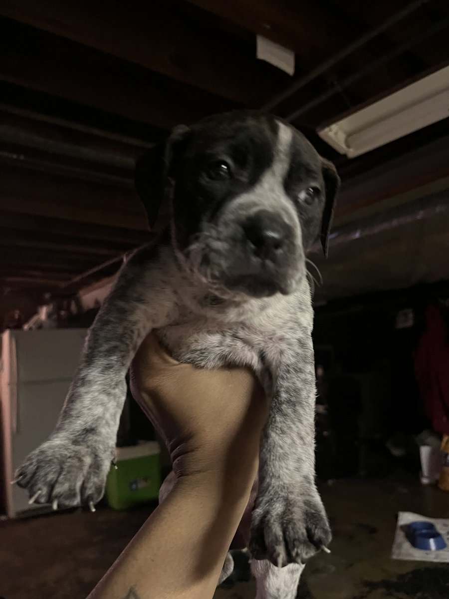 Blue nose, pitbull puppy image 4