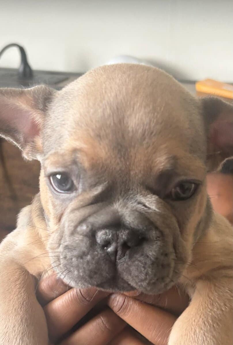 Give my 3 Frenchie’s forever homes! image 3