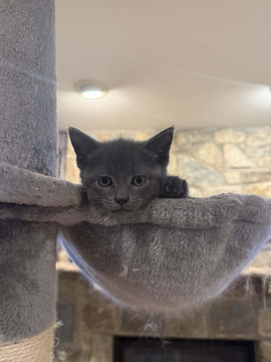 Russian Blue Kittens image 1