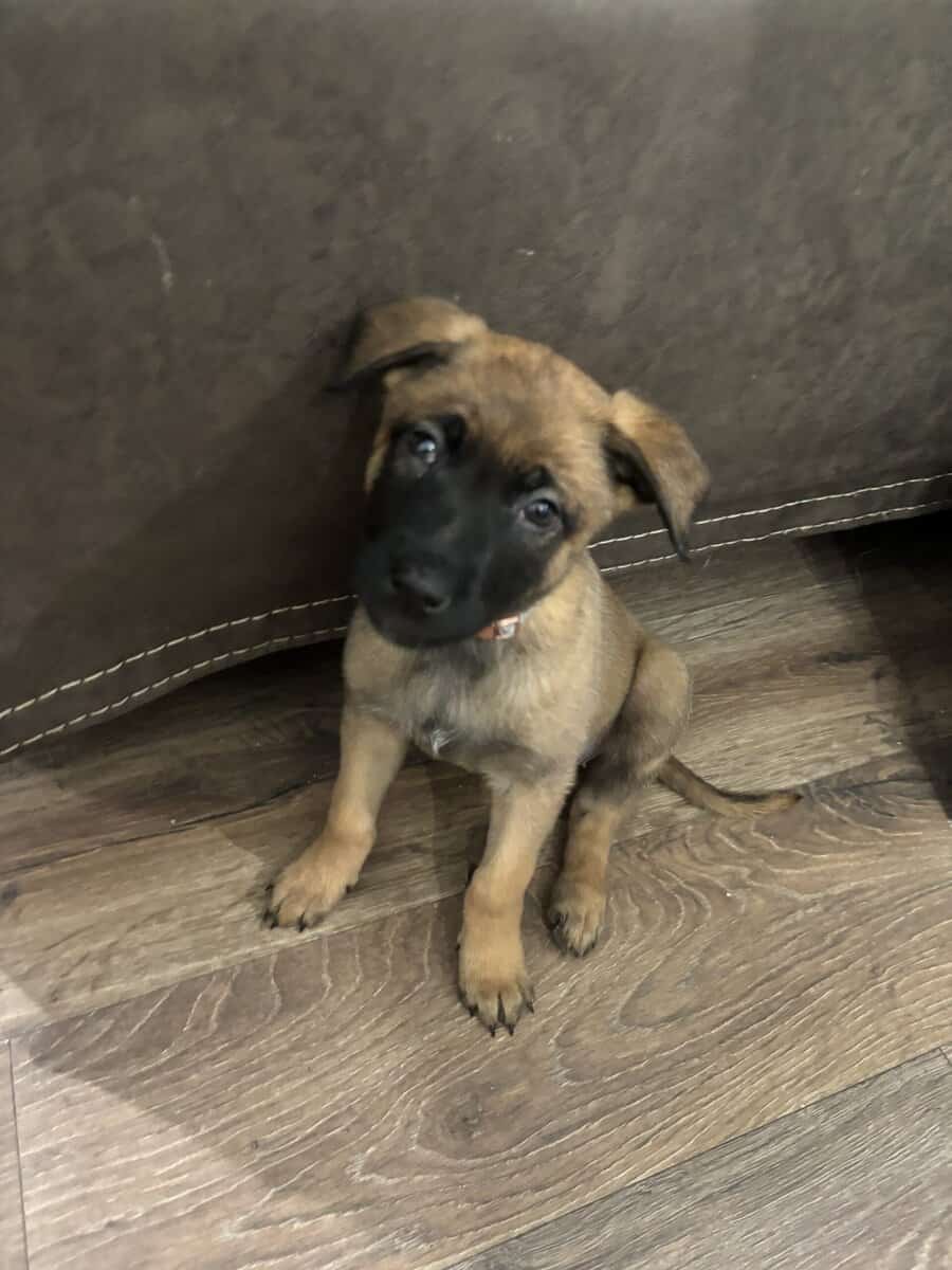 4 Belgian Malinois Puppies for Sale image 4