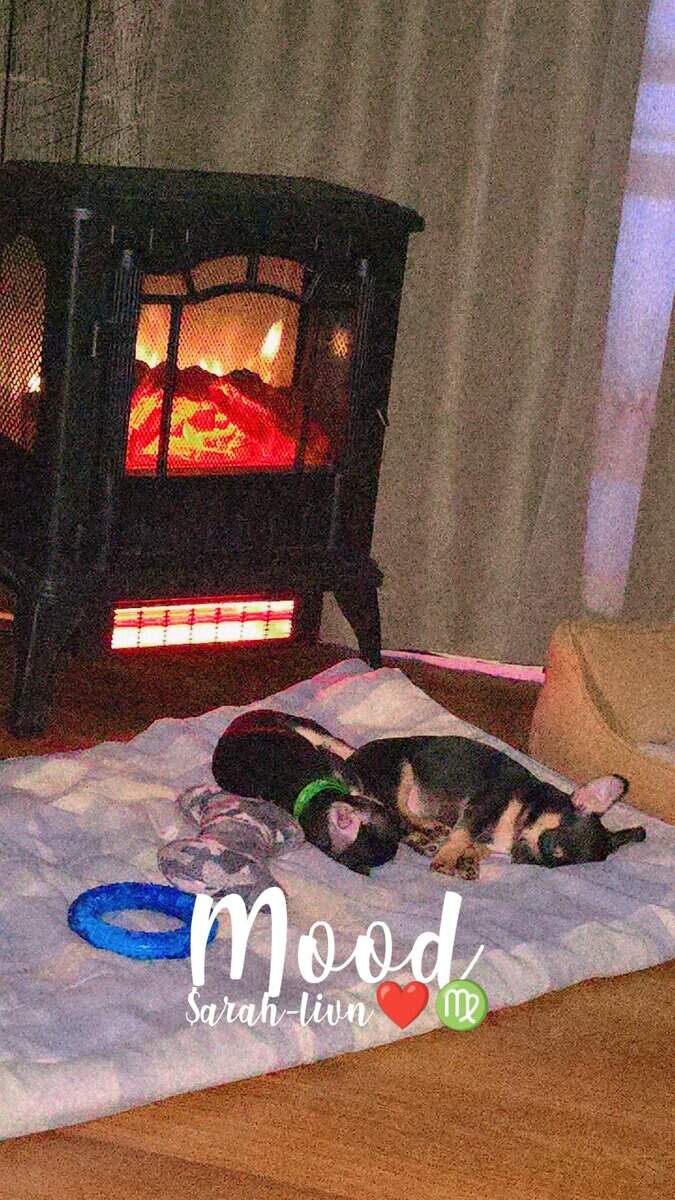 Chorkie puppies ♥️ image 1