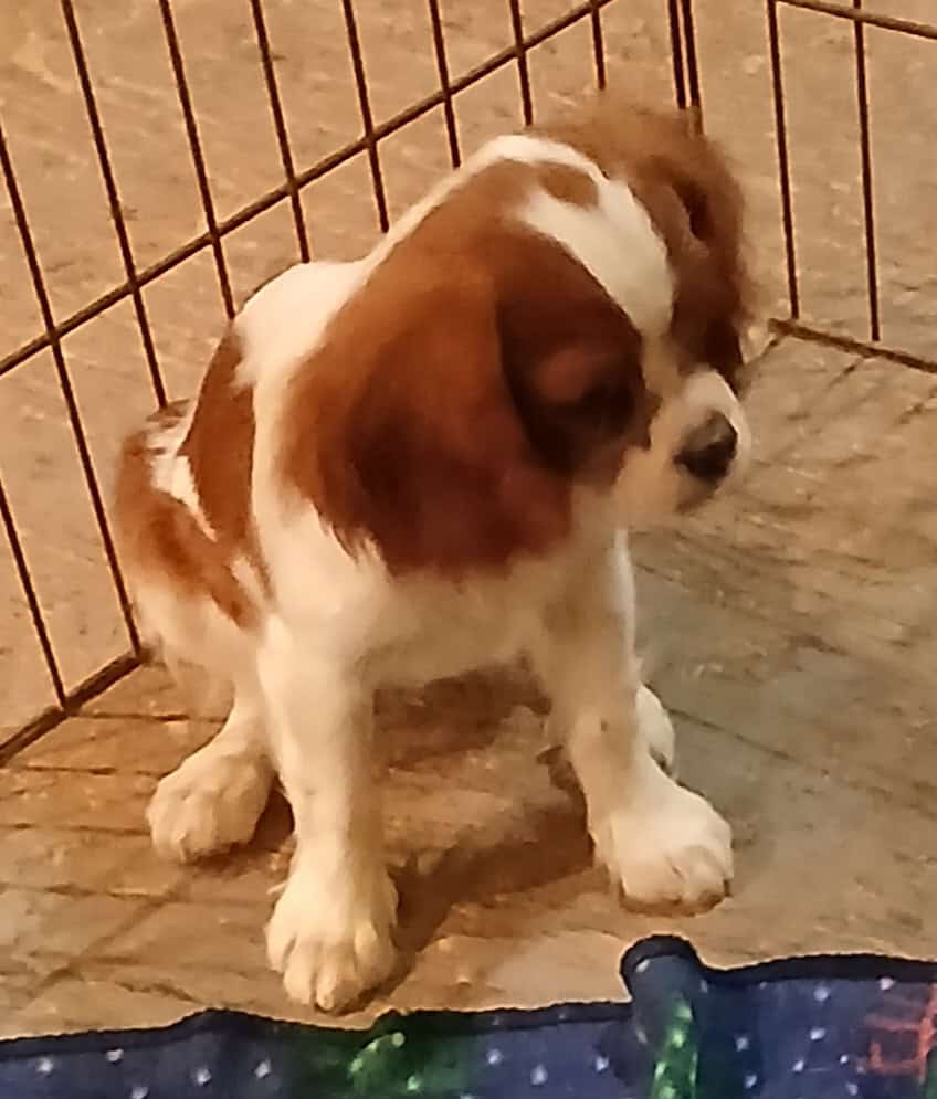 Cavalier king Charles spaniel puppies image 2
