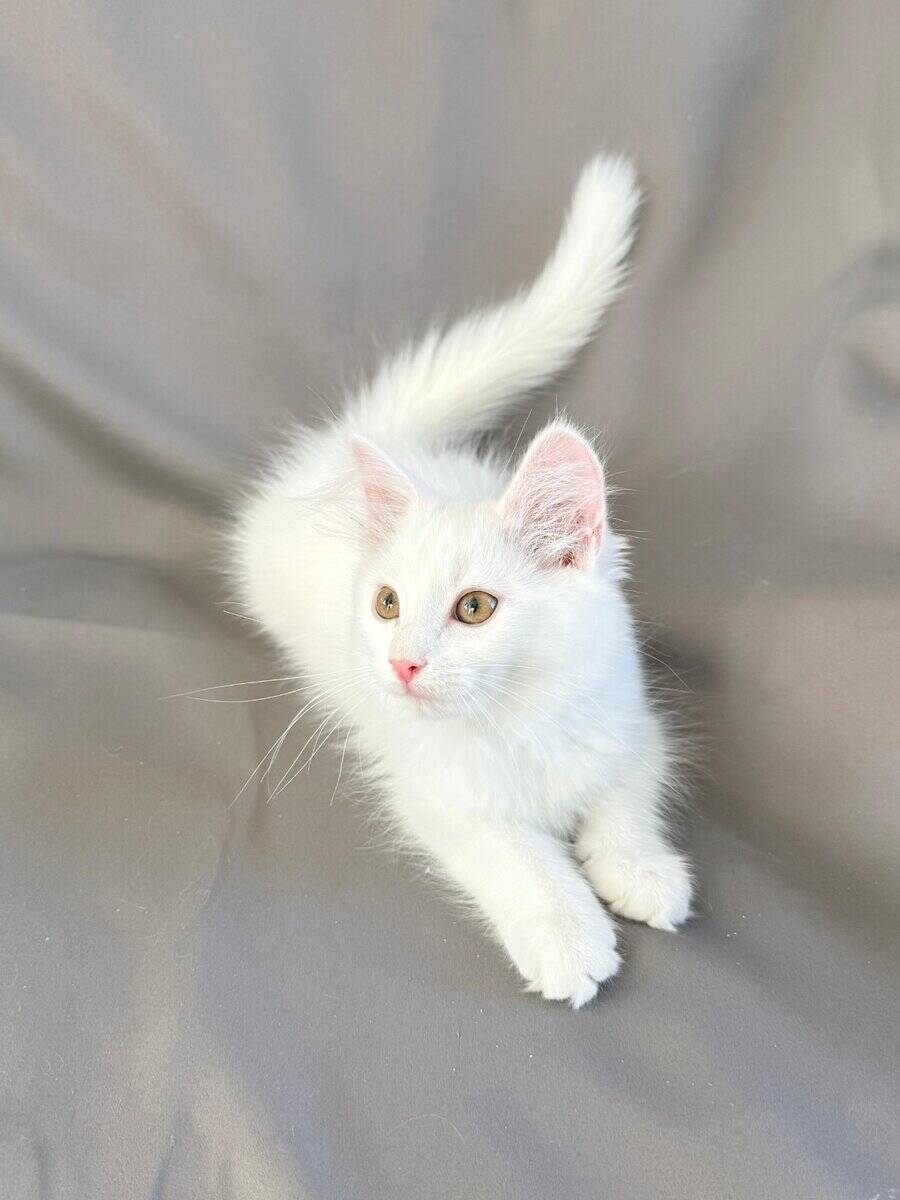 Turkish Angora Kittens image 7