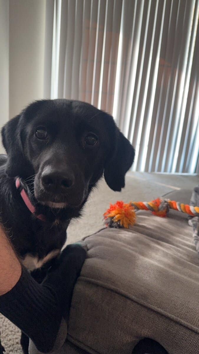 Meet Arya image 7