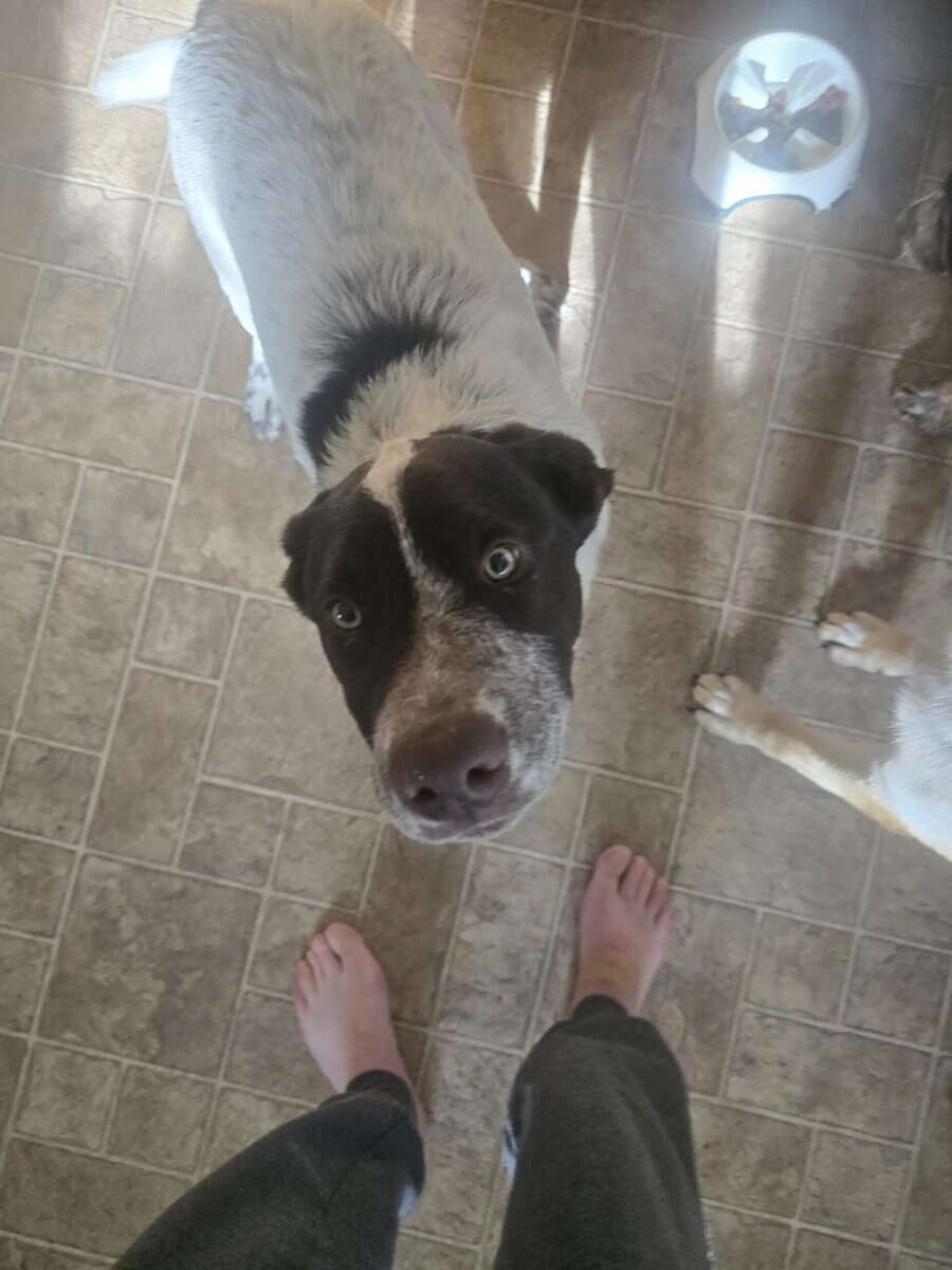 Heeler lab mix puppies. Have there shots. image 3