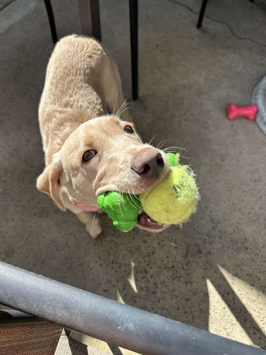 Free Six Month Old Female American Labrador Puppy image 1