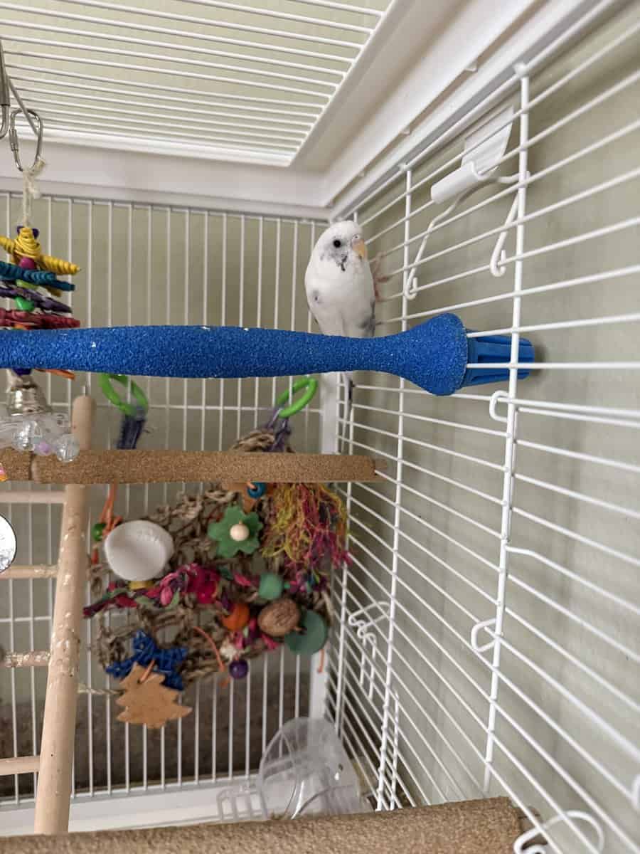 Male and Female Parakeets image 5