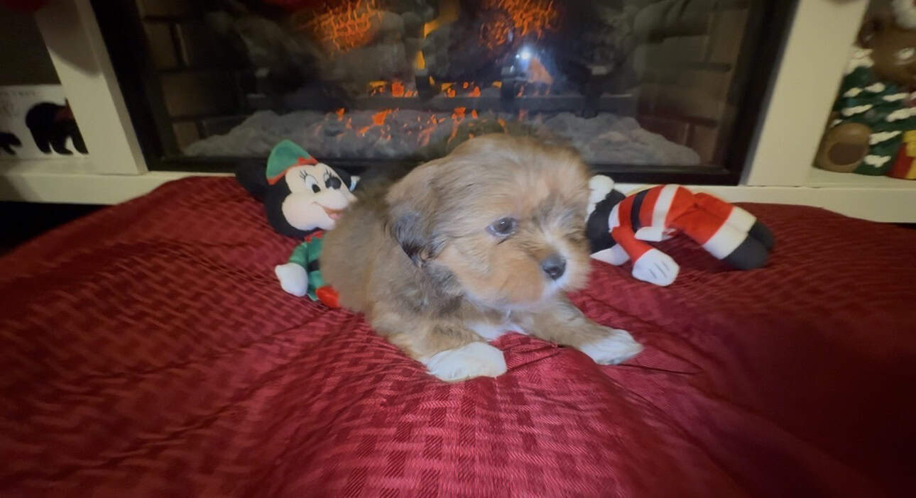 Santa’s little snuggly Lhasa with Video! image 4